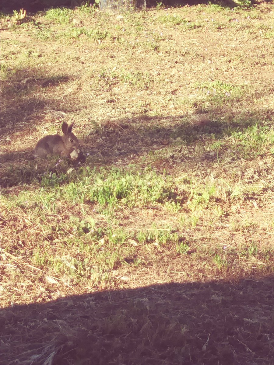 DaisyLayne1's tweet photo. Little baby bunny came out for breakfast this morning...my cat is trying to decide if he should go with his predator instincts... https://t.co/0st1ZJPSNG