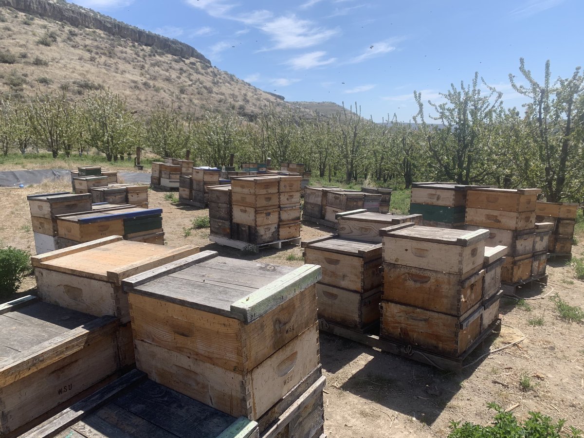 wsubees's tweet photo. Research intern Rodrigo Guizar inspecting WSU research colonies in a Selah WA cherry orchard. Having pollinated two crops since February (almonds and cherries), these colonies will return to the Pullman area next week for the rest of the bee season. #WSUentomology https://t.co/u3XBuscZcf