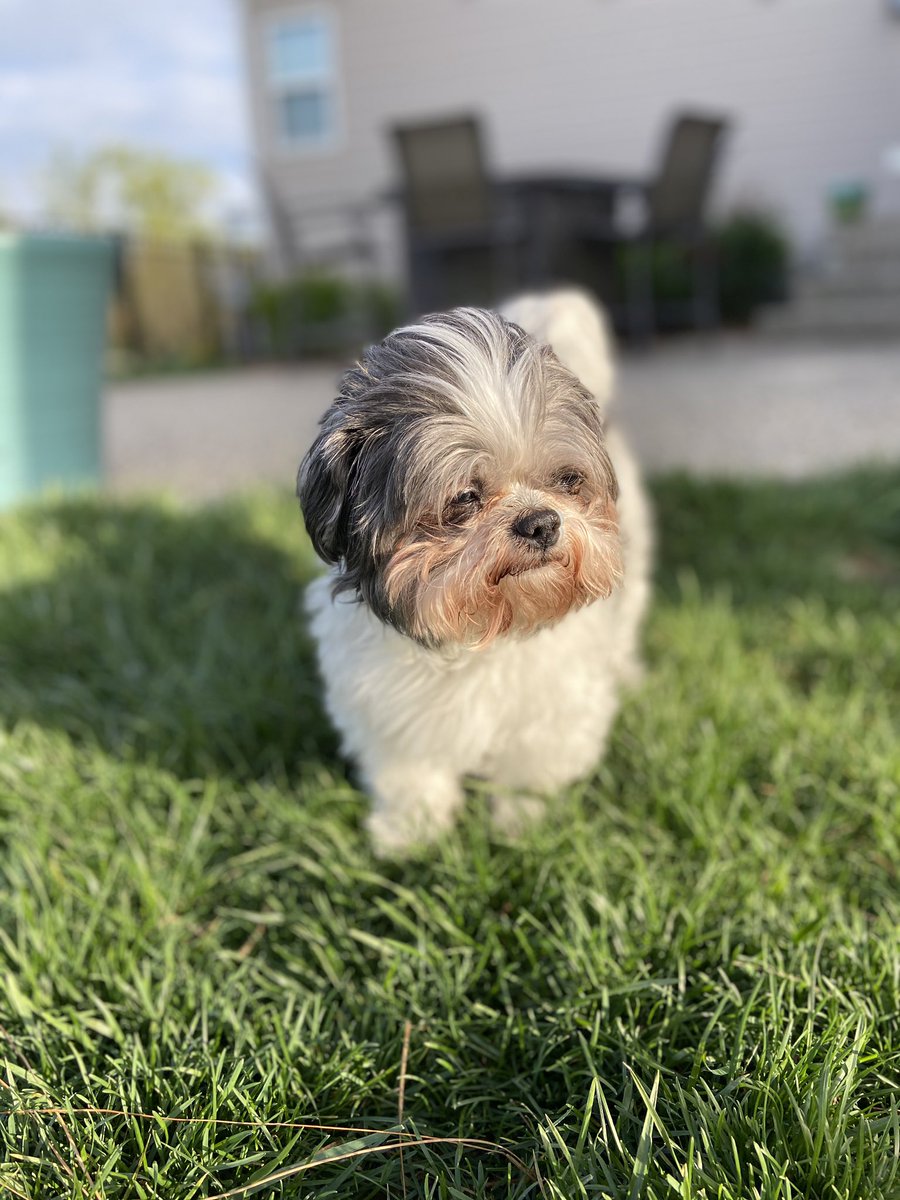 UKDad21's tweet photo. Last Friday morning our first “kid” passed peacefully in his sleep. He gave us 13 years of unconditional love and joy. He was with us through some hard moments, but also some really amazing ones. Seems surreal he’s not by my side and his absence will always be felt. #ripgunner https://t.co/uTgttxZWp6