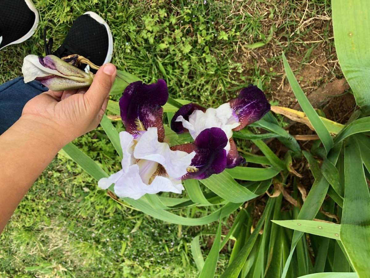 From leaf drawing and labeling to an ABC nature walk, my students LOVED sharing their Earth Day adventures with the class on Google Meet this morning! #EarthDay2020 #DistantLearning <a href="/MXRComets/">Madison Cross Roads</a>