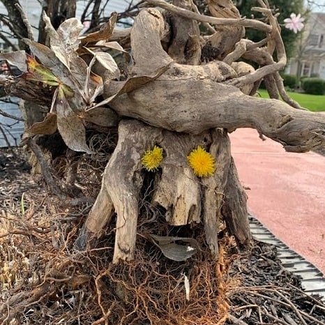 westsartclass's tweet photo. Art Foundations At Home Assignment: Nature Sculpture! I am in love with these as they are starting to come in!!! 😍😍😍. #ofvisualarts #ofhastalent #hsart #art #olmstedfallshighschool #ilovemyjob #studentsuccess #mystudentsarethebest https://t.co/xm7oJRhqo9