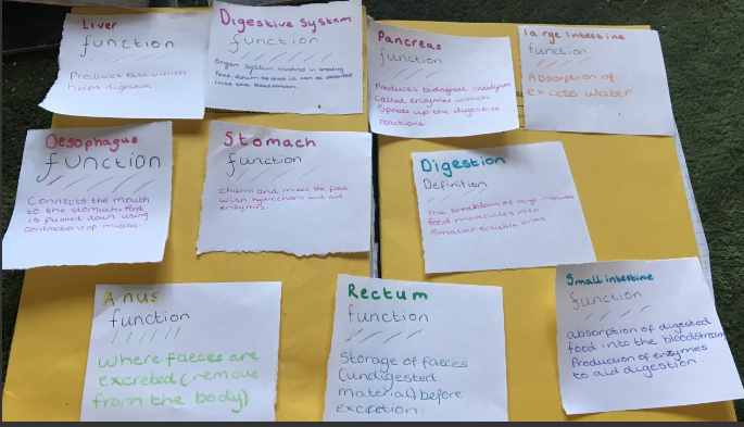 Kim and Paige in year 8 have produced some beautiful revision cards on digestion. Great foundation for the science they will need in year 9. @TimSmithCEO <a href="/mrfrankish/">MrFrankish 🥽🧪🔬🧫 ⚗</a> @TLatTMCS @tmcsjanzan <a href="/PPatelTMCS/">Priya Patel</a>