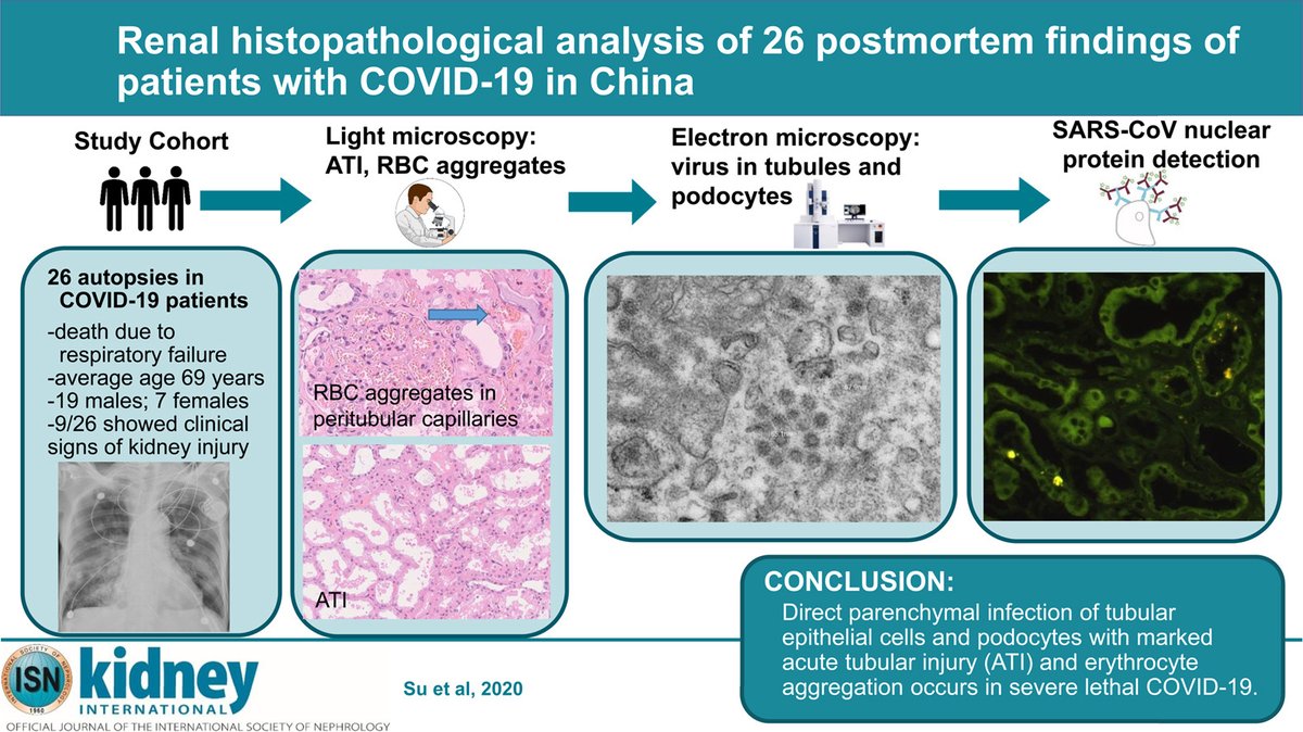 Whether the renovascular injury is primary or secondary to parenchymal injury is, however, unclear. The renal pathology shows more than simple endotheliitis with virus seen in renal tubules and podocytes as well as microthrombi.  https://www.sciencedirect.com/science/article/pii/S0085253820303690