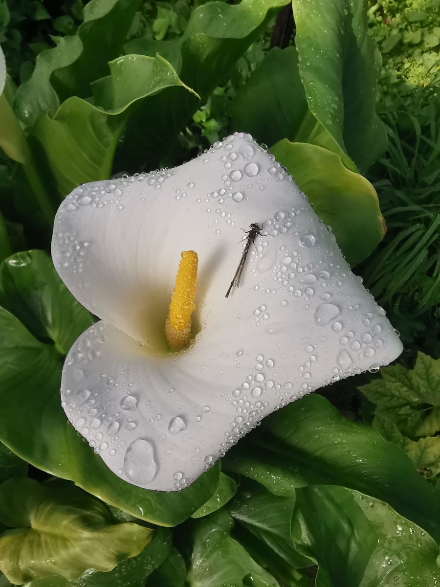 This beautiful photo of a calla lily was taken by our Head Gardener Peter Wood planted in the #onegardenbrighton palm house. These popular exotic looking plants that are native to South Africa can survive temperatures down to a chilly -25 degrees! #funfact #naturephotography