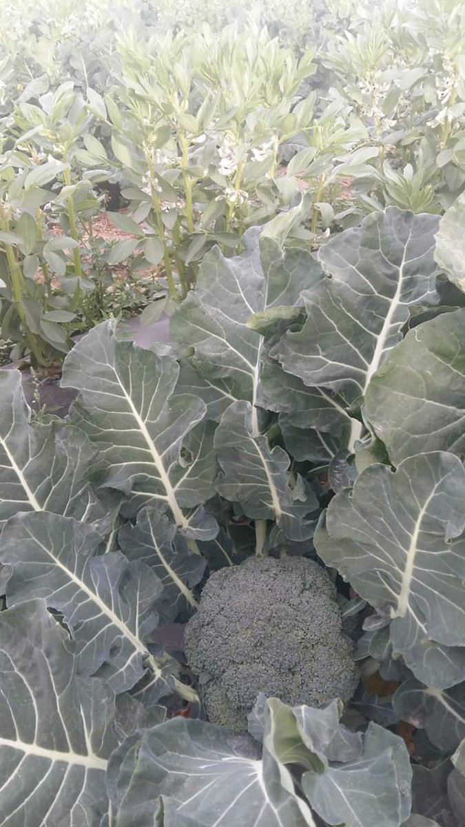 AsociaH's tweet photo. Producción de #brócoli y #haba en este ciclo 2019-2020. La producción de brócoli en el sistema diversificado con haba se mantiene a niveles del monocultivo, aun reduciendo en un 30% la fertilización NPK.  Además, tenemos una producción suplementaria de haba. https://t.co/7DSrVSbtKf