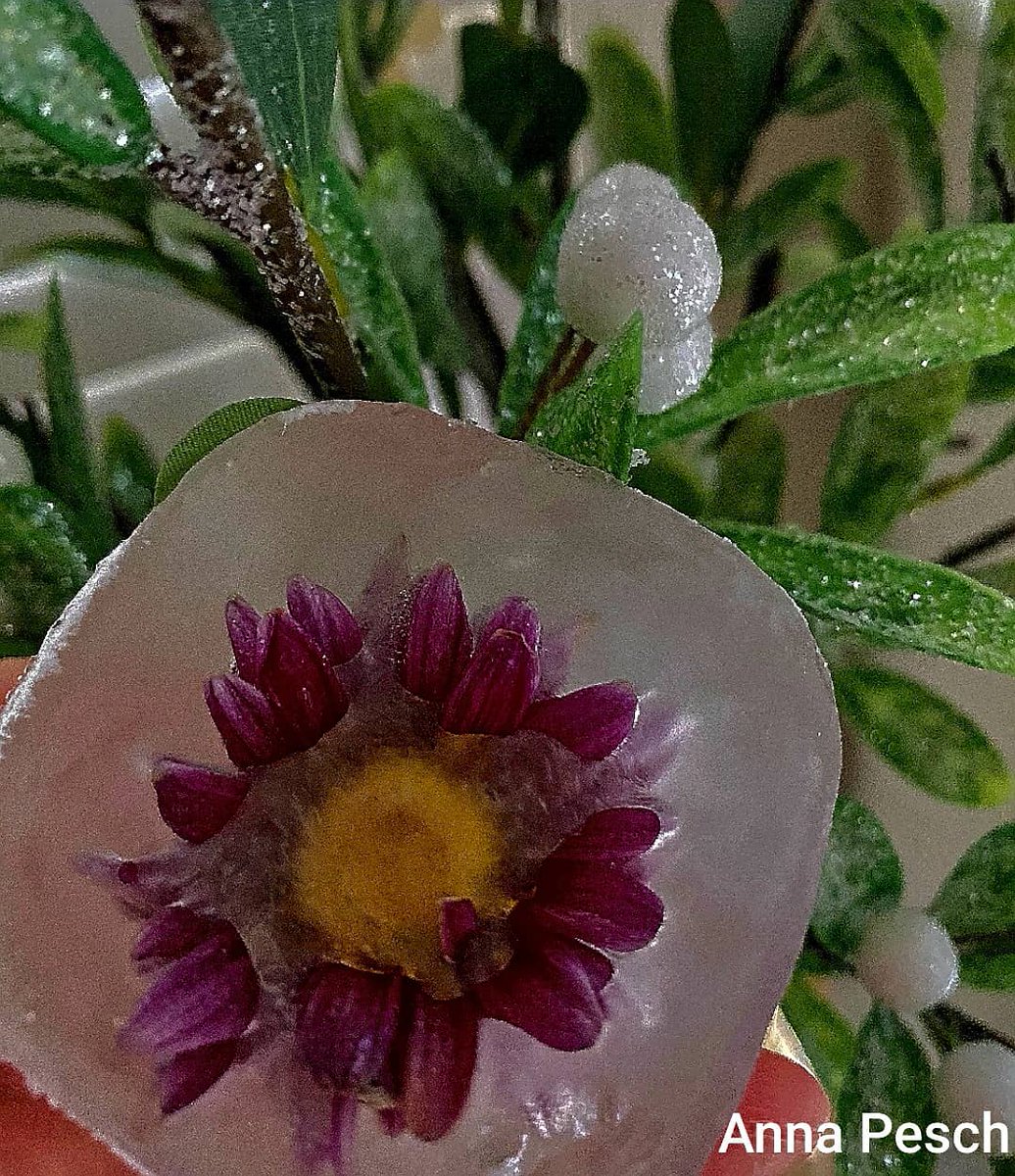 westsartclass's tweet photo. A super fun photo assignment: Flowers in ice. These are looking pretty cool!
#ofvisualarts #ofhastalent #hsart #art #olmstedfallshighschool #ilovemyjob #studentsuccess #mystudentsarethebest https://t.co/QESriYCASo