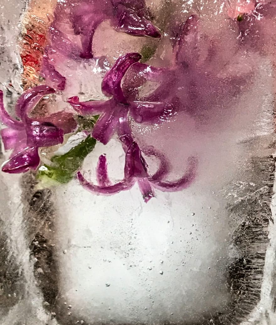 westsartclass's tweet photo. A super fun photo assignment: Flowers in ice. These are looking pretty cool!
#ofvisualarts #ofhastalent #hsart #art #olmstedfallshighschool #ilovemyjob #studentsuccess #mystudentsarethebest https://t.co/QESriYCASo