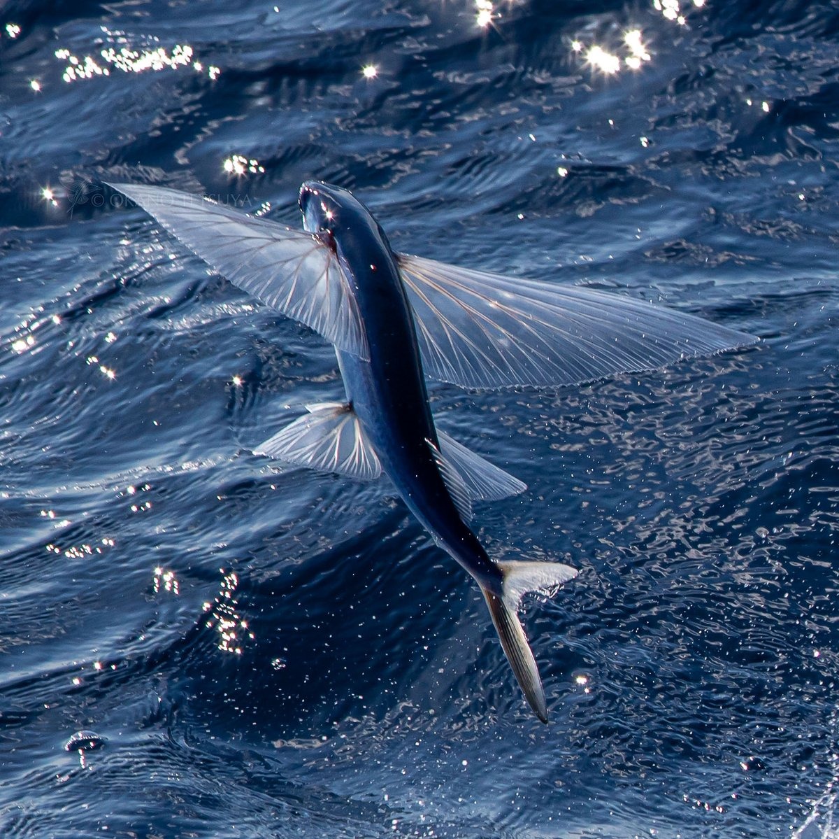 90. Ikan terbang atau ikan torani dapat "terbang" hingga sejauh 400 meter. Foto oleh  @shirokito