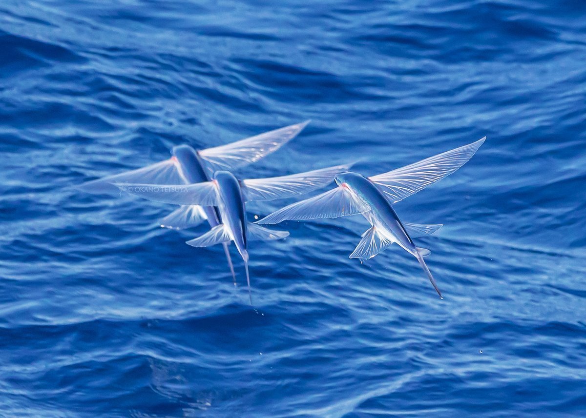 90. Ikan terbang atau ikan torani dapat "terbang" hingga sejauh 400 meter. Foto oleh  @shirokito