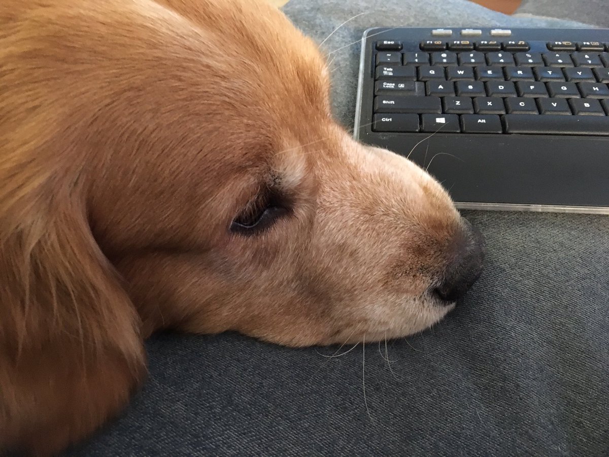 leafgm's tweet image. There’s many things to dislike about the current situation in the world and the impacts it’s having on each of us personally. But for me, working alongside this deskmate at home is one definite bright side.