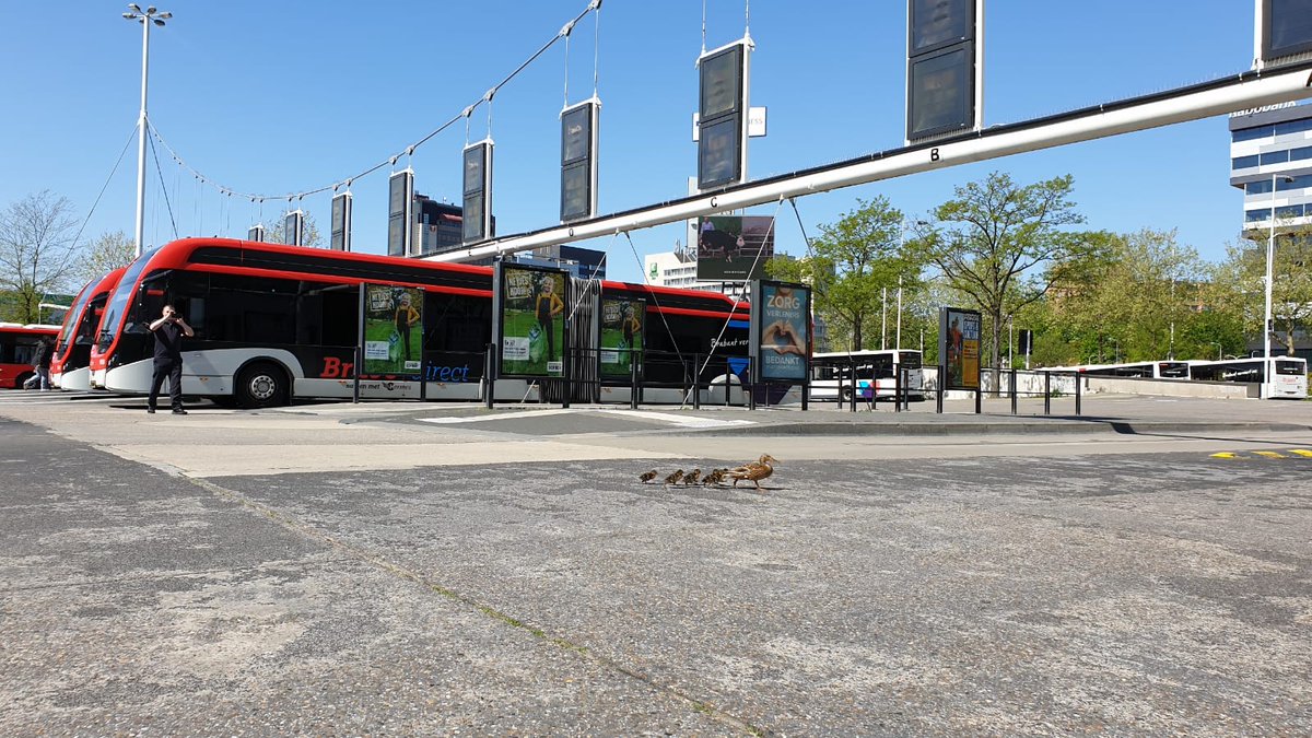 Normaal is dit een van de drukste busstations van Nederland, maar nu is er alle ruimte voor deze bijzondere groep reizigers 🦆🐥🐥. Zo werd busstation Eindhoven tijdelijk omgedoopt tot busstation Eendhoven.#brabantvervoertons #bravo #busstation #Eindhoven