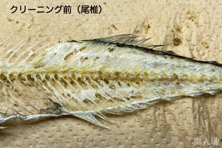 素人魂 いたちょ サンマの全身骨格 その8 その7 って1個前のツイートにつけるのを忘れてた まあそれはそれとして 本日は夕方から顕微鏡を覗きつつずっとちまちまと毟ってたおかげで 結構肉取りが進んだ 明日は尻 背 尾のヒレーズをやっつける