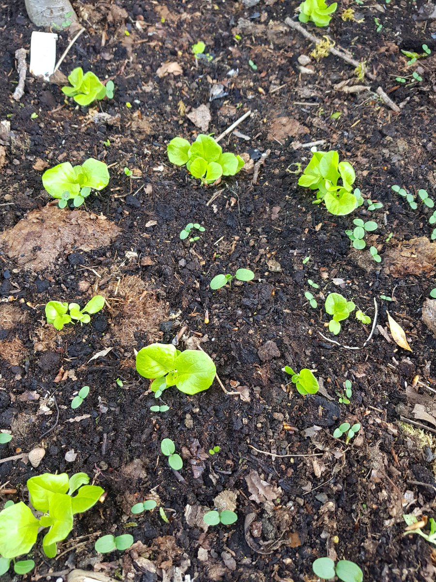 Fixed my hot tub, planted more herbs and the next set of lettuce plants is sprouting amongst the previous set. Good shit.Seeing stuff germinate now which is real nice. Satisfying work.