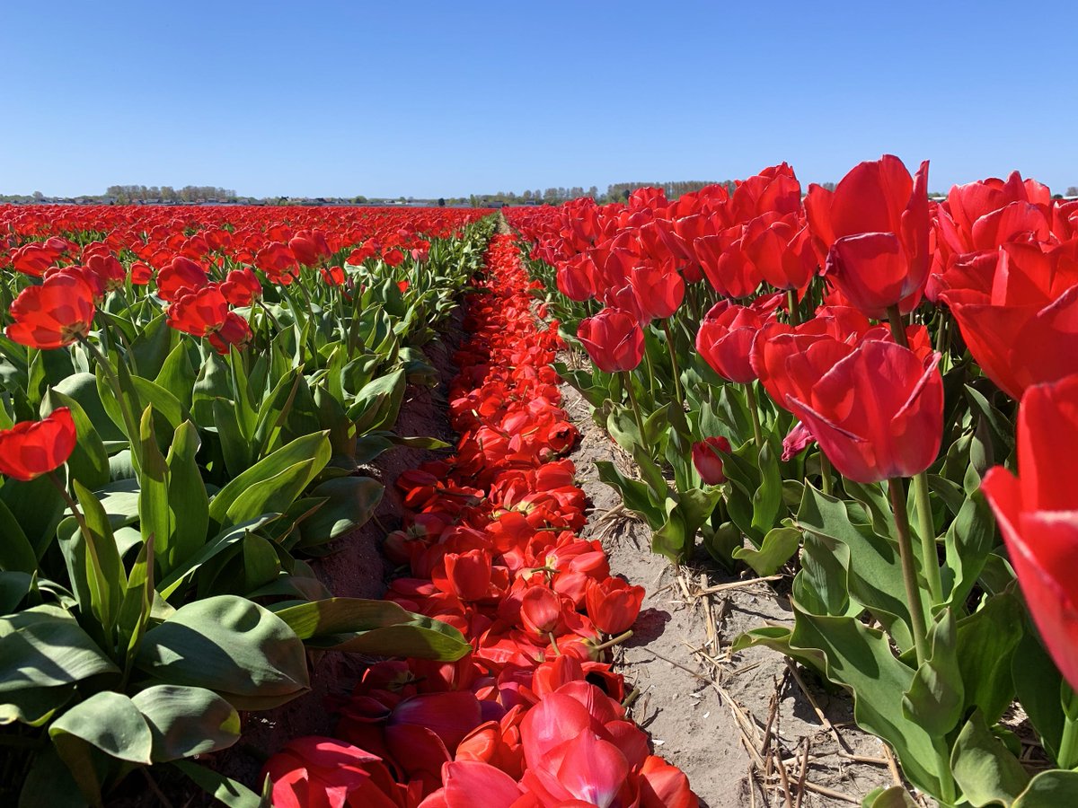 Dutch tulip farms shares colourful heart-warming message of hope - fal.cn/37JuY