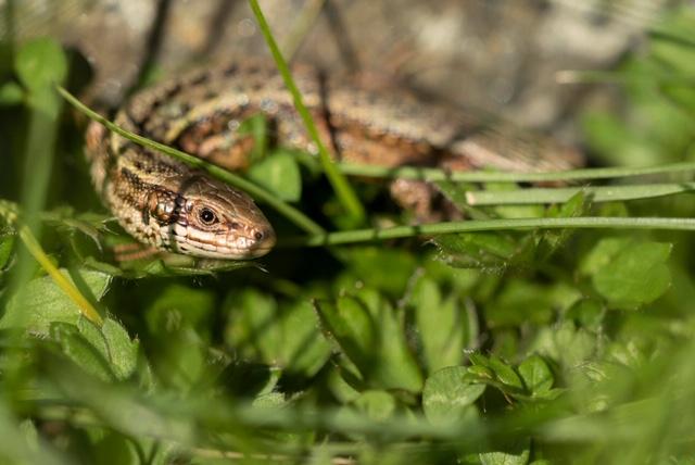 Our staff have been sharing some amazing pics as part of our weekly lockdown photo competition. Here are a few of our faves on the theme 'nature in your garden'. Can you top these? We’d love to see what you’ve discovered around your home - share your pics below 👇#NatureScot