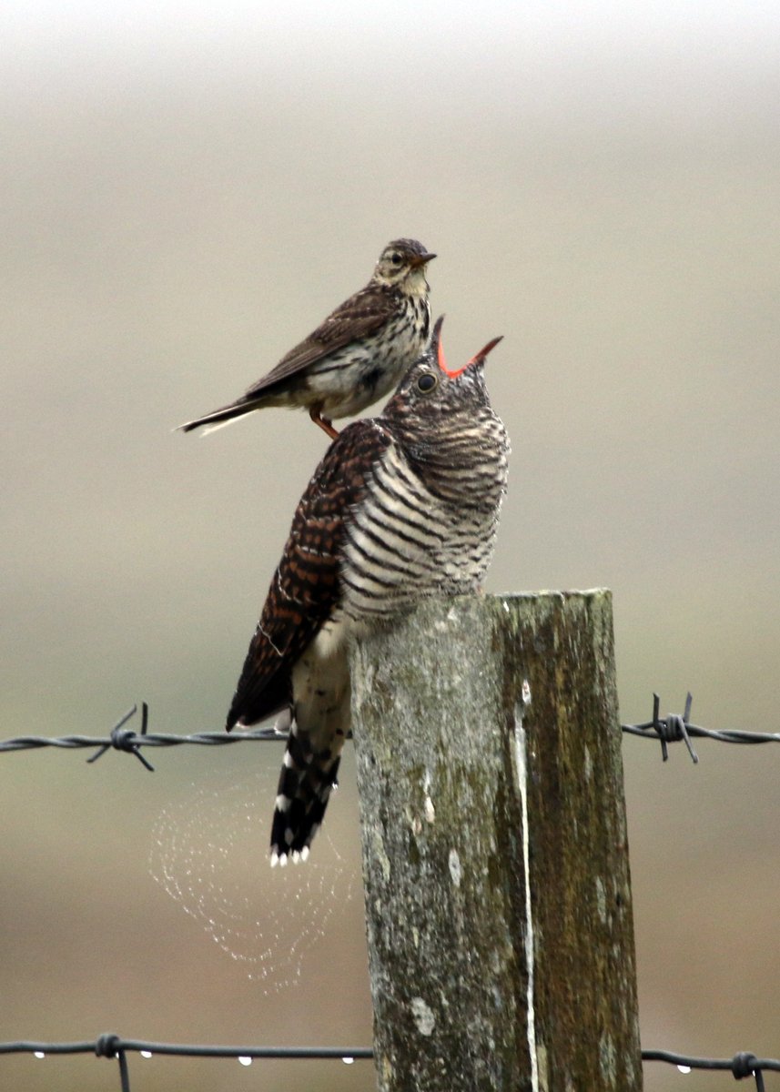 NatureScot's tweet photo. Our staff have been sharing some amazing pics as part of our weekly lockdown photo competition. Here are a few of our faves on the theme 'nature in your garden'. Can you top these? We’d love to see what you’ve discovered around your home - share your pics below 👇#NatureScot https://t.co/LSH4J5nZir