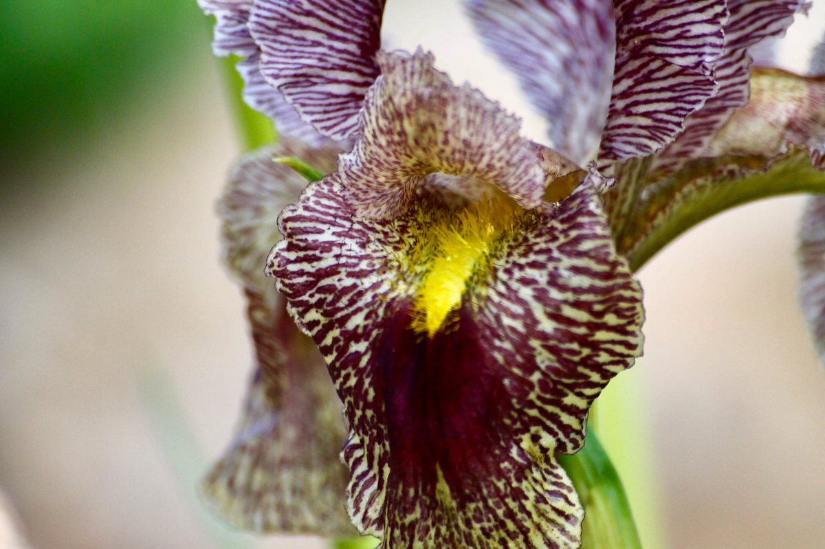 j11p43f's tweet photo. The irises are flowering at #KewAlpine, like this #Iris sari taken last year! Native to stony hills in the Middle East, it grows 15-30cm high, a third of which may be made up of the flowers!
#PlantsAreCool #Botany #KewGardens https://t.co/iBv7K4ZgGa