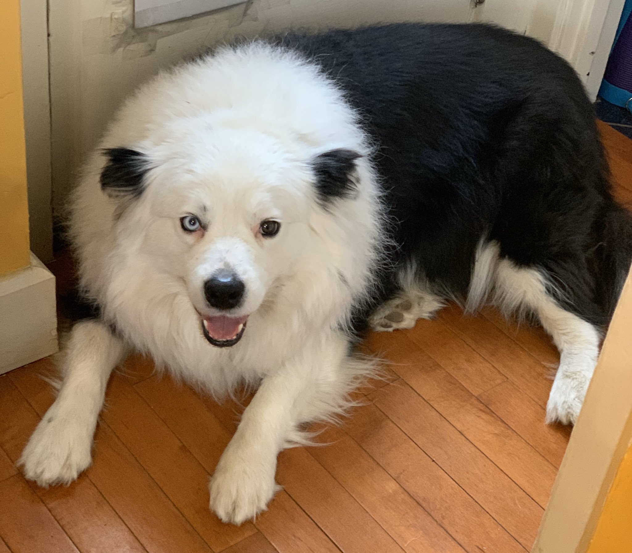 Samoyed cross border collie sales