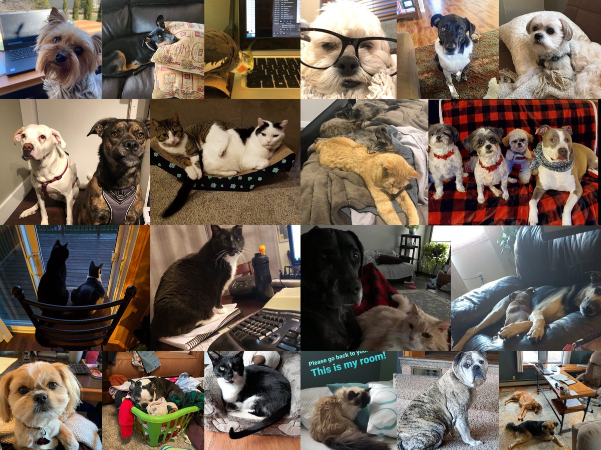 Introducing our Pawleagues and Clawleague! They might bark, meow, purr, screech, or squawk, but these coworkers brighten our day when they make an appearance at virtual company meetings or welcome us home after another busy day!