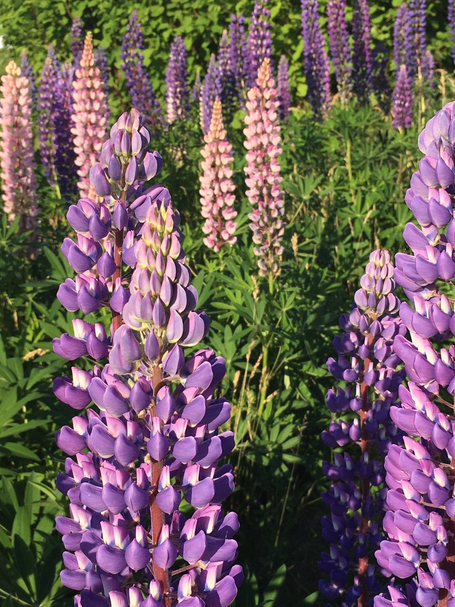 BlomidonNS's tweet photo. We are #hiring for the 2020 gardening season.
Job listings are on our Facebook page: https://t.co/JcofP93veQ
Retail and Production staff wanted.
#shoplocal #worklocal
#novascotia
#blomidonnurseries
#yoursolutionprovider https://t.co/JTLz0EeVOE