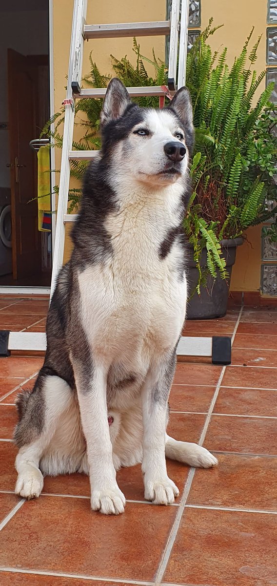 ElFacker4's tweet photo. Good boy https://t.co/raI0gyECZU