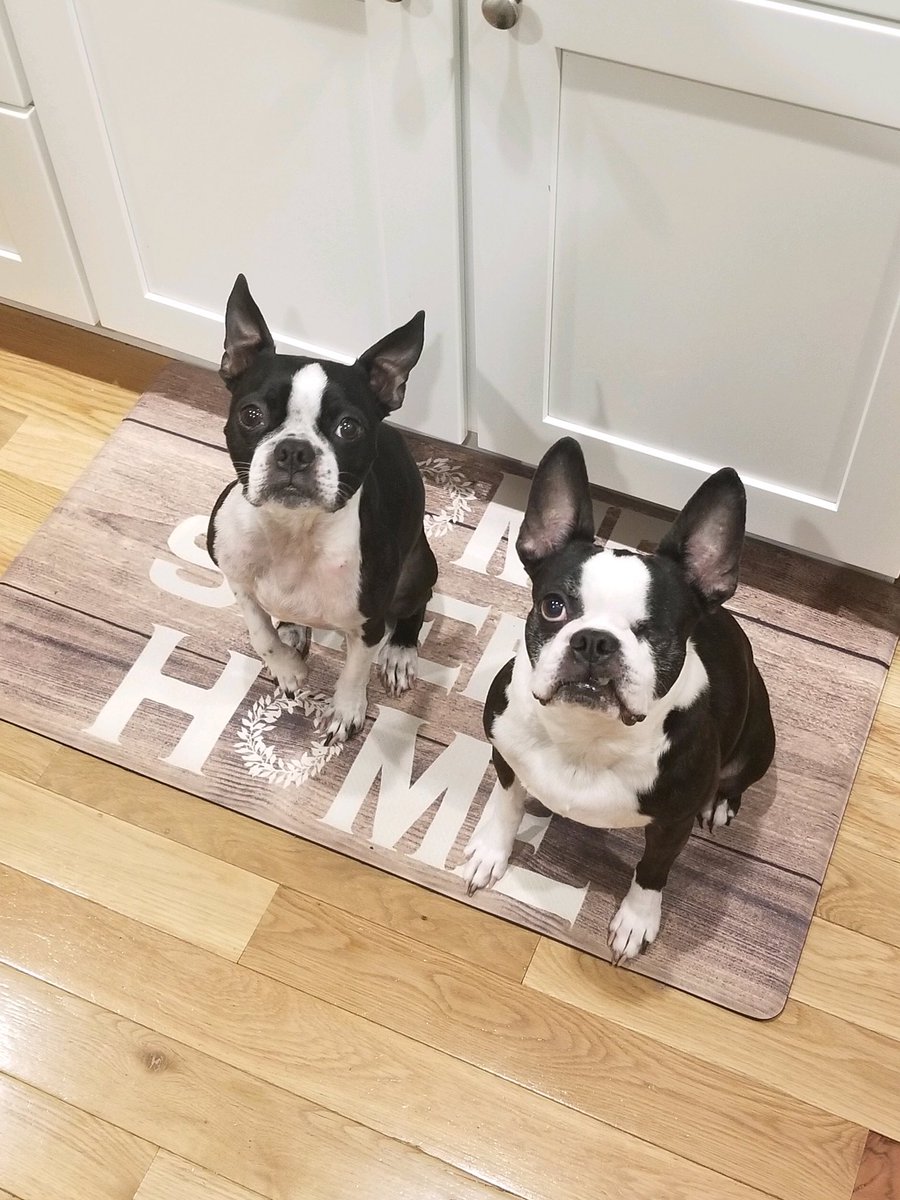 graftonstuco's tweet photo. Ms. Lind’s dogs, Cooper and Remy!! So cute!! #FurryFriendFriday #GHSVirtualSpiritWeek 🥰🐶 https://t.co/VfqPbes98j
