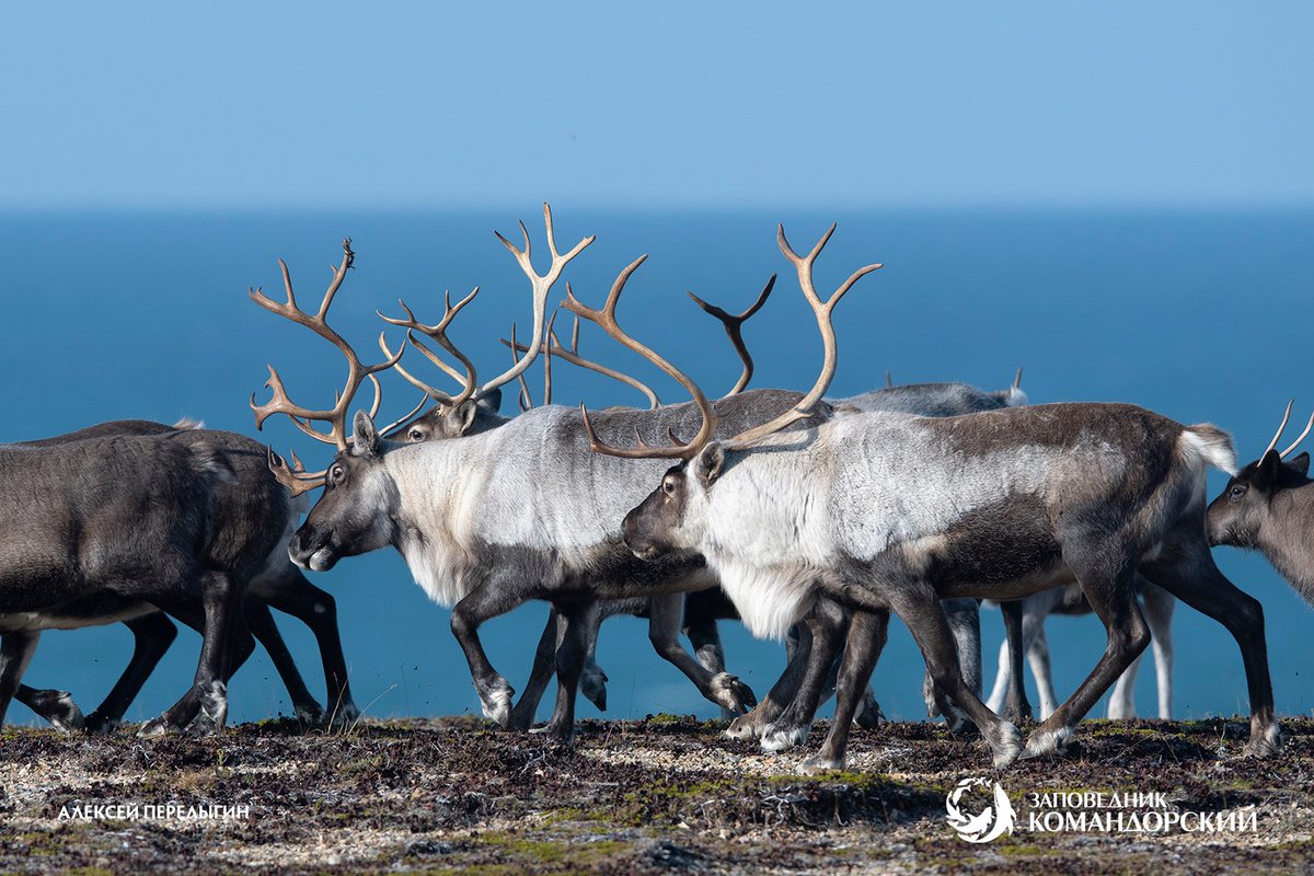 Happy 27th birthday to Komandorsky Nature Reserve on Commander islands, home to over a million seabirds, thousands of fur seals, Steller's sea lions, common, northern fur &amp; spotted seals, 21 whale species &amp; a lot, lot more