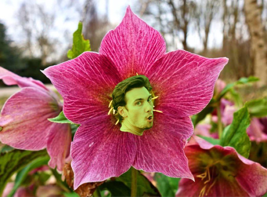 CollinIsFlower's tweet image. Alright I’m back. Happy quarantine! Here’s Collin as a flower.