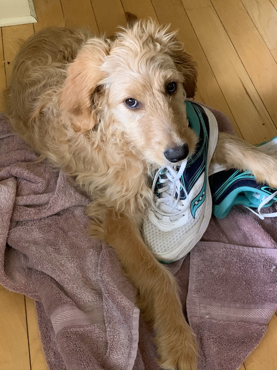 Subtle hint that it’s time for a walk. wishing you some vitamin D and exercise today!  #COWHISKEYGIRL