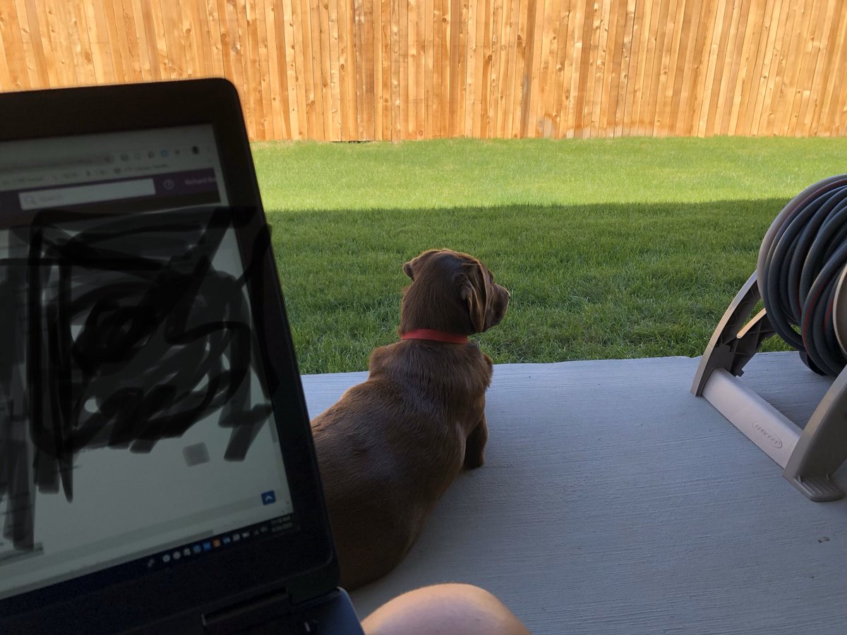 rbough's tweet photo. Beautiful day to work from the back deck office. #HomeOfficeWin #LifeWithBoz https://t.co/Hm0NN8sV97