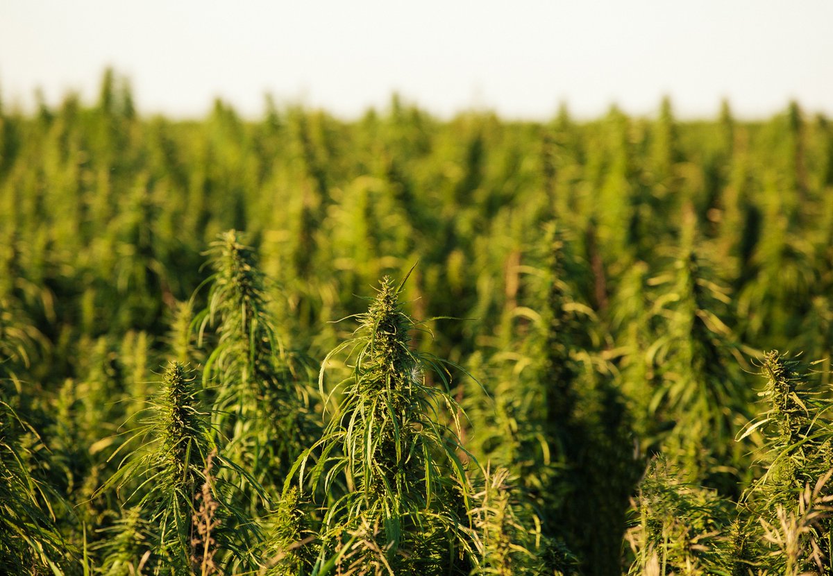 xVirity's tweet photo. #Florida's agriculture industry is crumbling, as 70% of produce is being tossed due to a lack of demand. But #hemp could help boost Florida's #economy after the pandemic. Here's how. #FridayFeeling 

https://t.co/LJa3ZqR7lA https://t.co/wbYBzH2WxQ