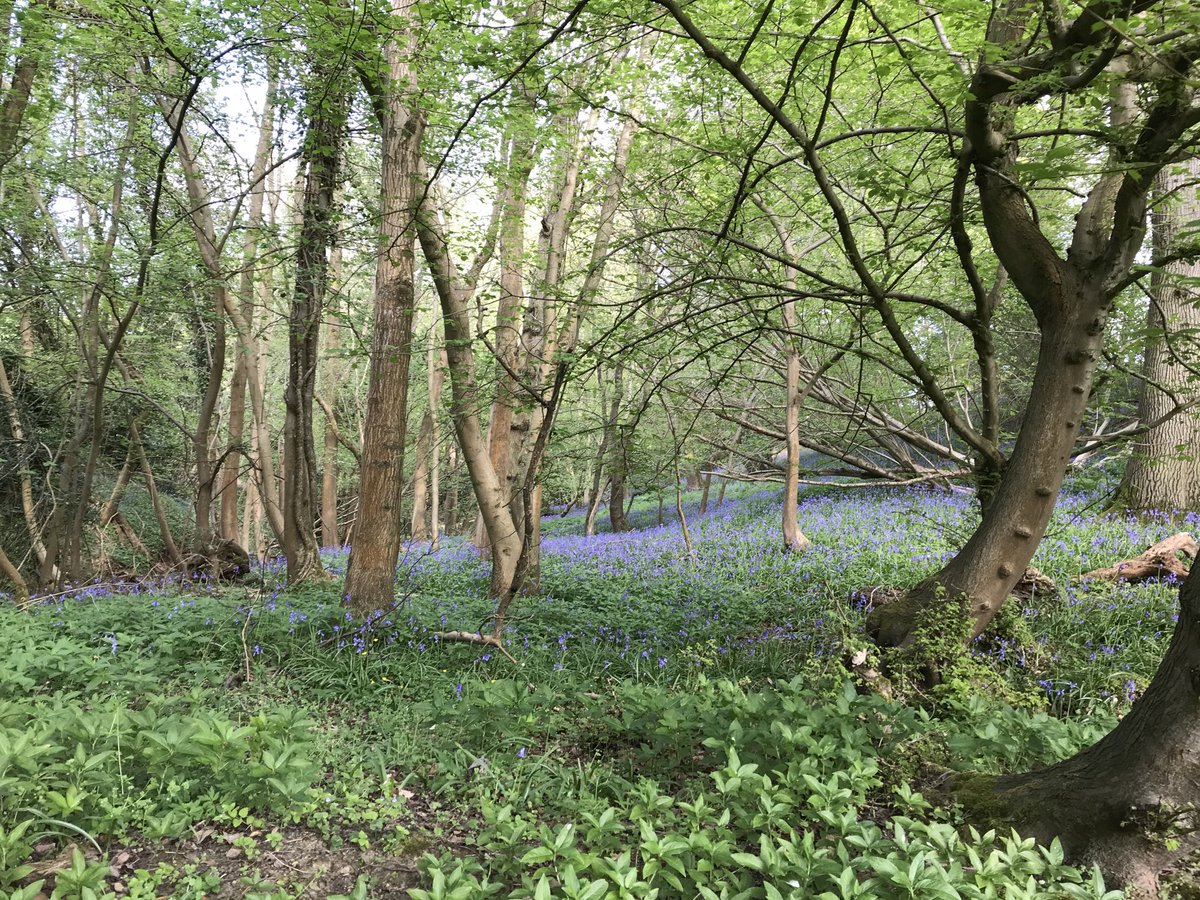 ConradMaloneyUK's tweet photo. Friday Exercise, just a one kilometre walk from home and we have this beautiful wood full of #bluebells . We are so lucky! #Cotswolds #AONB #Cheltenham #Glenfall #Northfield @WoodlandTrust #Gloucestershire https://t.co/yTpRucxTIL