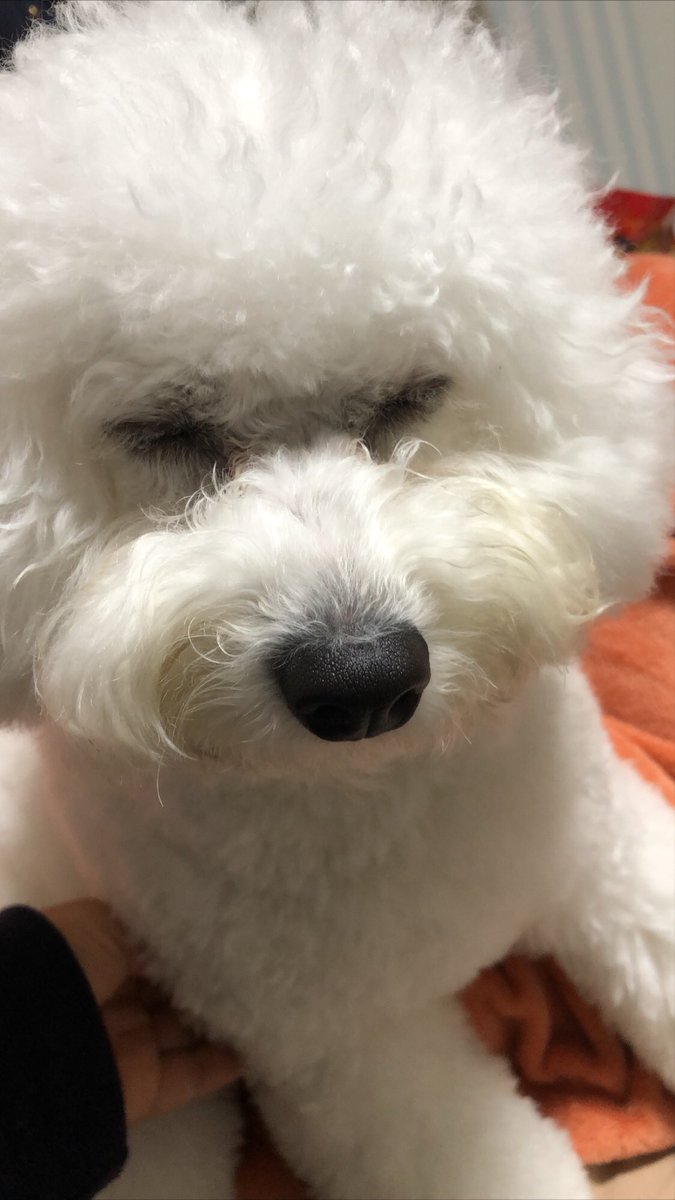 tyes7418's tweet photo. 眠い〜かわいい😍💕 https://t.co/B5sz2VRiS0