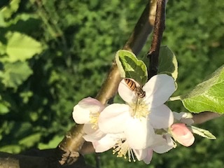 CidresdeLoire's tweet photo. [Respire] Parce que vous n'aurez peut-être pas le bonheur de voir ces jolies fleurs sur nos pommiers, nous vous les offrons en avant-première. Il n'y a rien de plus beau que la floraison dans nos vergers et nous avons hâte de pouvoir vous y accueillir de nouveau. Bon week-end ! https://t.co/iDDj1Zwl6b