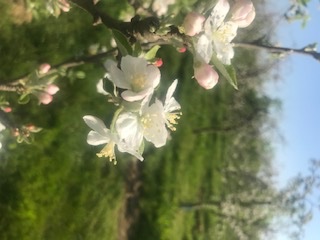 CidresdeLoire's tweet photo. [Respire] Parce que vous n'aurez peut-être pas le bonheur de voir ces jolies fleurs sur nos pommiers, nous vous les offrons en avant-première. Il n'y a rien de plus beau que la floraison dans nos vergers et nous avons hâte de pouvoir vous y accueillir de nouveau. Bon week-end ! https://t.co/iDDj1Zwl6b