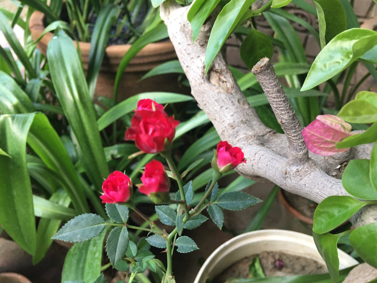 KNotes5's tweet image. 