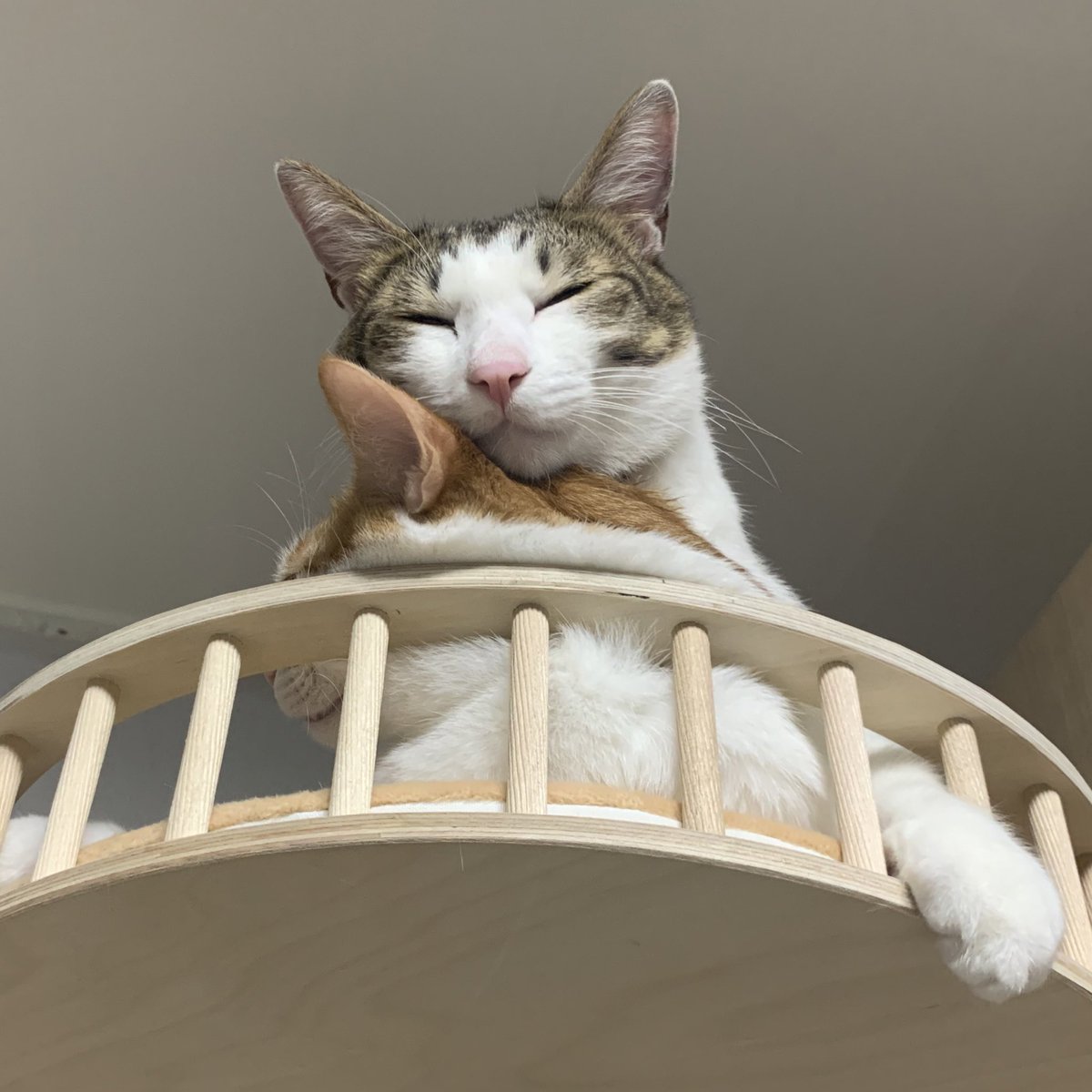 dangmothekitty's tweet photo. 샌드위치가 돼서 자는데 어딘가 합의되지 않은 부분이 있는듯하다 https://t.co/s8SYLT7Baf