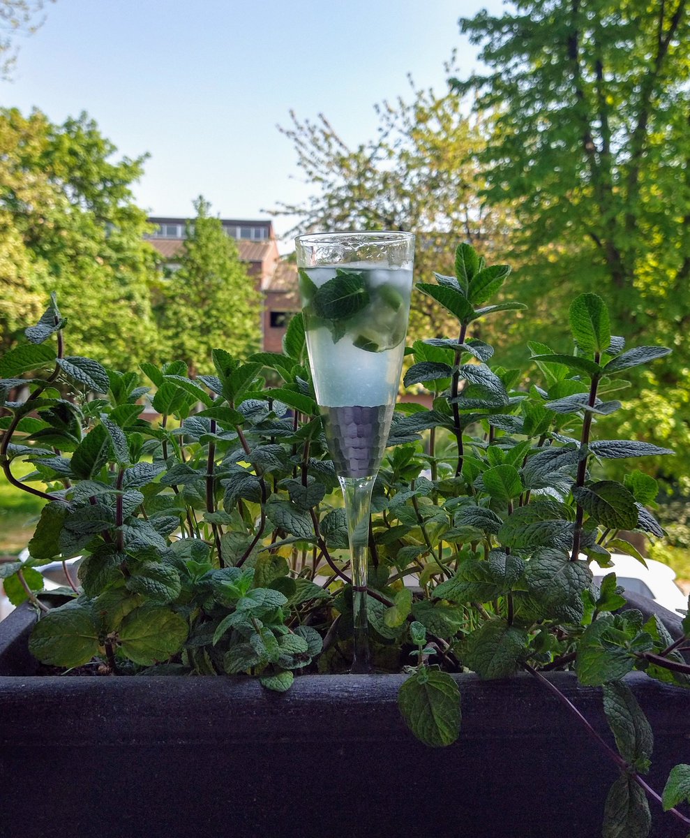 mac63sun's tweet photo. @Refill @RefillLondon @RefillWales @refillmcr @nataliefee @CitytoSea_ Good use of the mint in my window box thanks to #tappyhour ...mmmm mojito mocktail! Tap water never tasted so good! https://t.co/XCHHP1KNcd