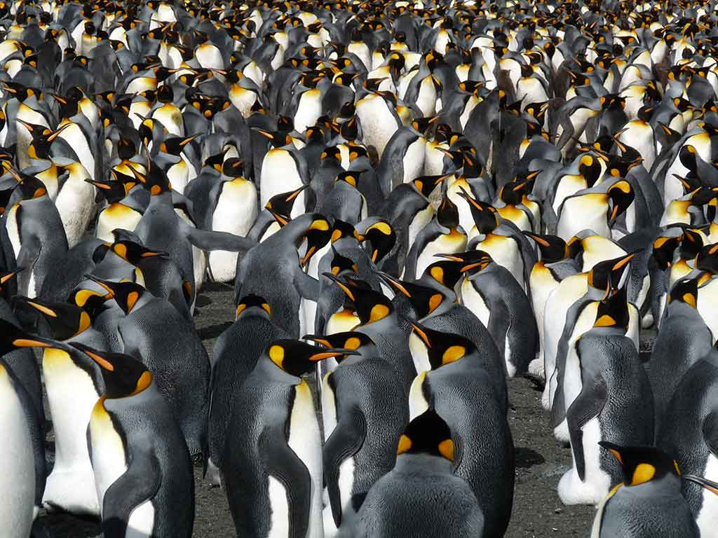 ExpeditionTrips's tweet photo. We're celebrating #FlashbackFriday with a photo from client Terry C, who said, "Experiencing the wildlife in the Falklands and South Georgia along with the amazing landscape and history of the region was excellent in the extreme!"

#kingpenguins #southgeorgia #expeditiontrips https://t.co/UJuVi8ZpV9