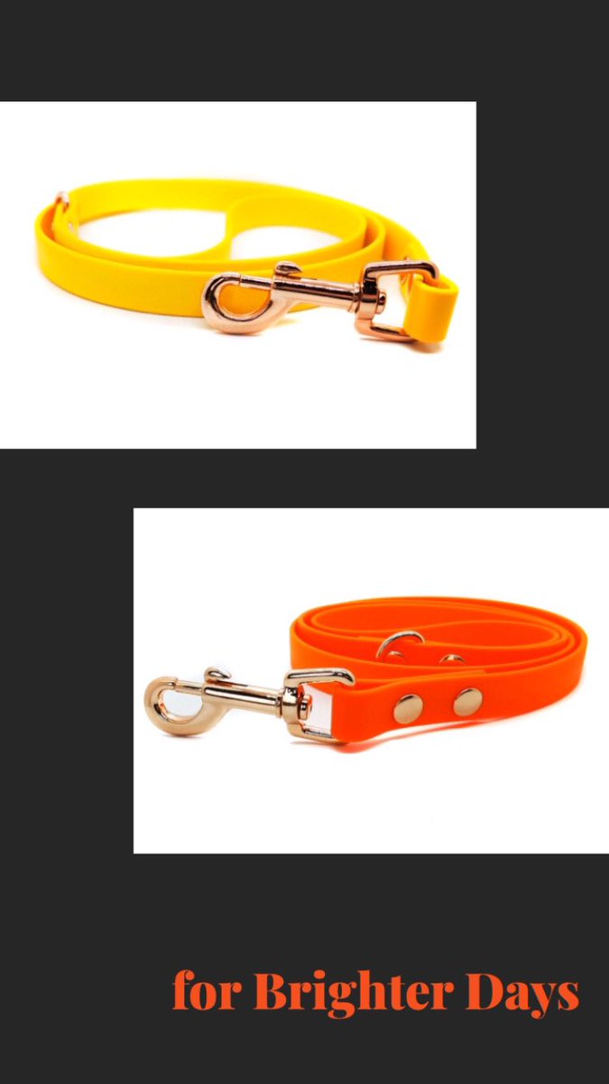 JollyBeas's tweet photo. New collection just landed! ✈️ #dogcollar #doglead #springsummer #yellow #orange #dogaccessories #dogsoftwitter https://t.co/BvF9zmgiMr