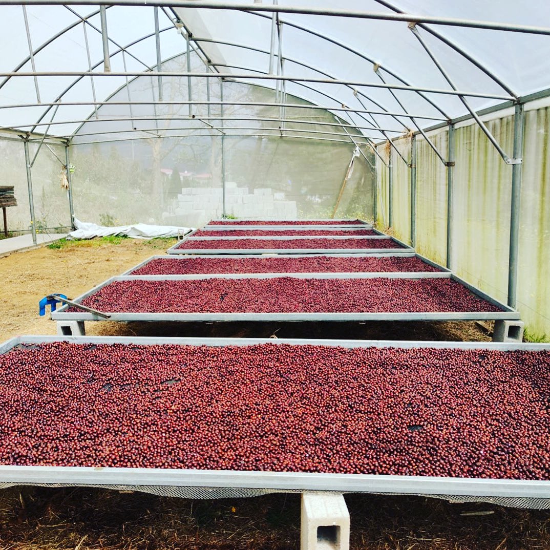 DocNurseCoffee's tweet photo. Micro Lot Coffee | Natural process. La Isabela’s Farm. 🇨🇷🇨🇷🇨🇷 #organic #coffee #puravida #naturalprocesscoffee #coffeelover https://t.co/t3XCsHvyBl