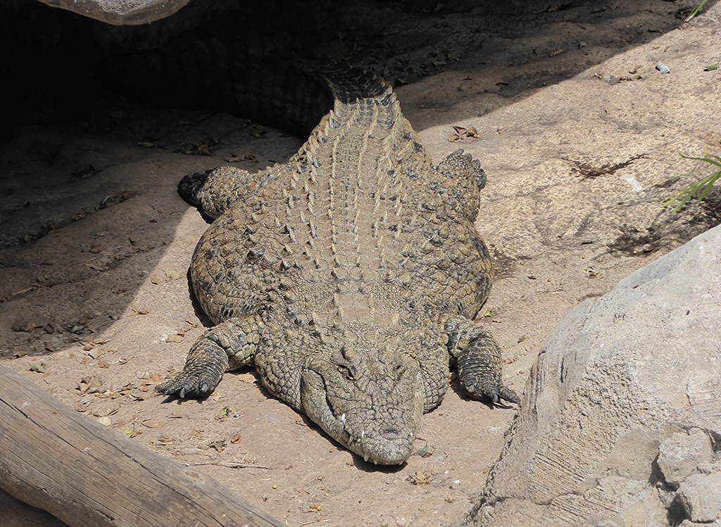 Gators Daily 🐊 tweet media