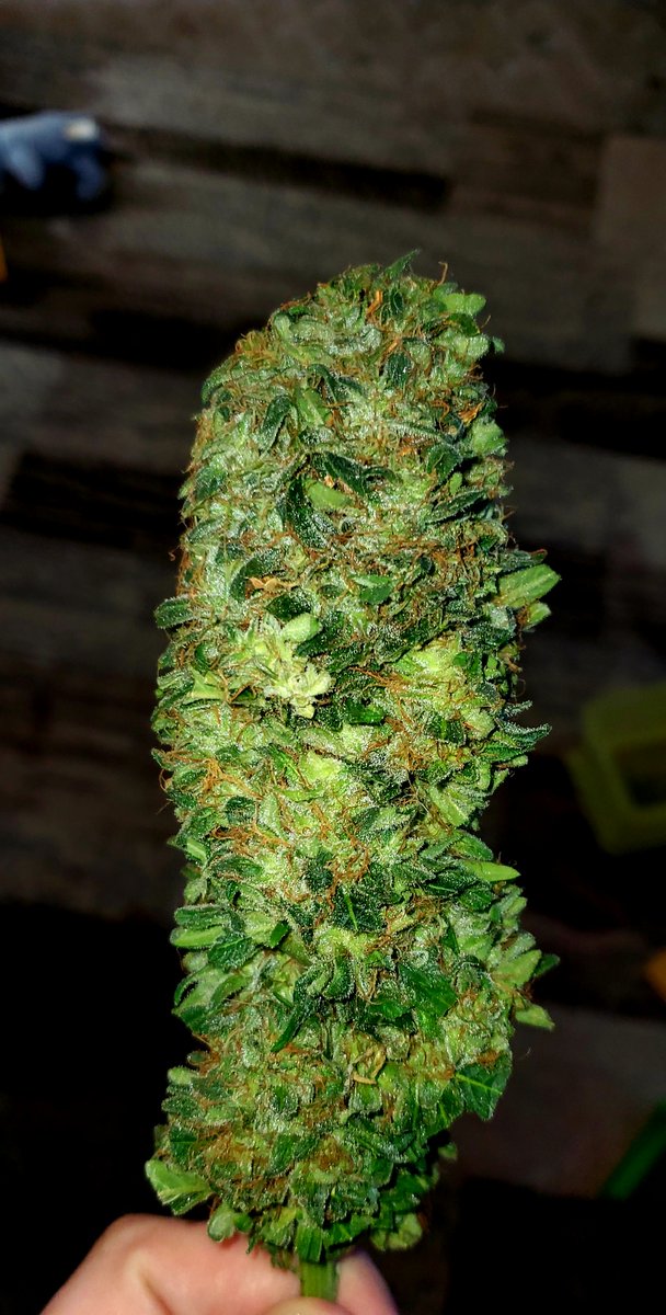 _WeedUSA_'s tweet photo. Currently harvesting: Greenhouse Seed Co's Big Bang. Smells MUCH stronger than any other strains I've grown so far. https://t.co/JRLYAGMvkm