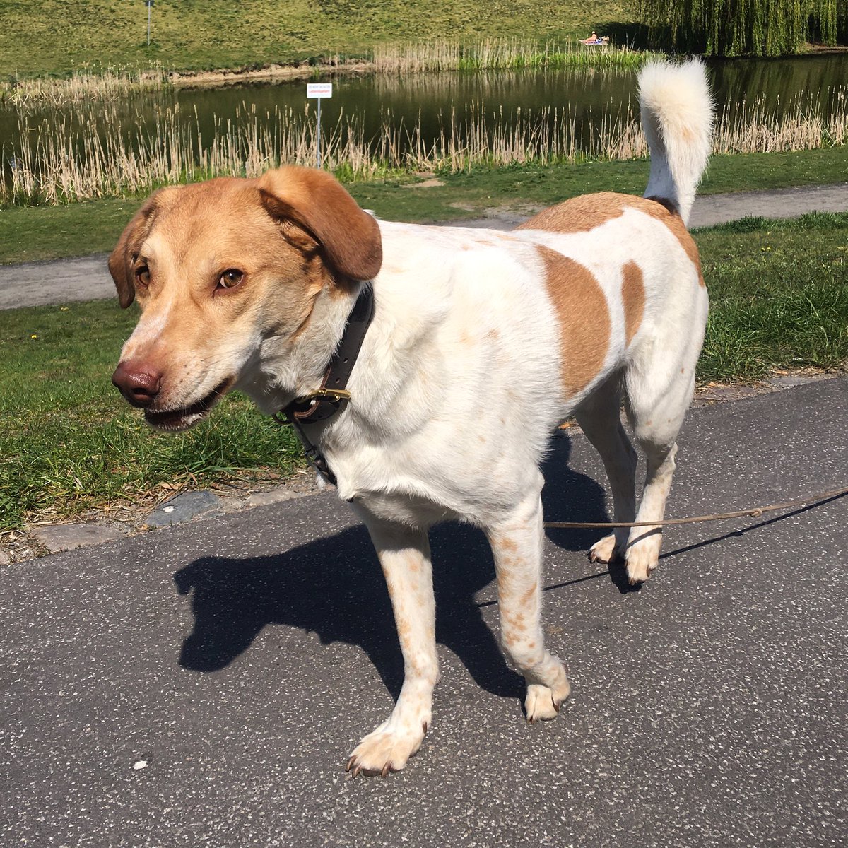 Nikithegreek1's tweet photo. ...had a wonderful afternoon in the park☀️☀️🐕, have a look at my photos on instagram.
🐕nikithegreek🐕
#park #Dog #doglovers #dogsofinstagram https://t.co/plPtD1C5CB