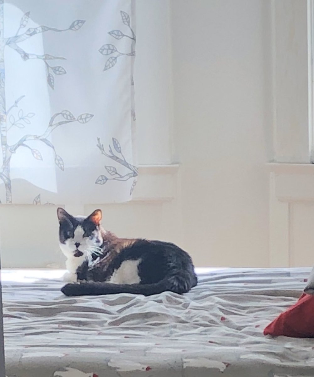 LoMeowChenko's tweet photo. Today Haathi is helping staff make the bed while working on his tan!
#HomeWithHaathi
#QuarantineCats https://t.co/uTixpYTEzk