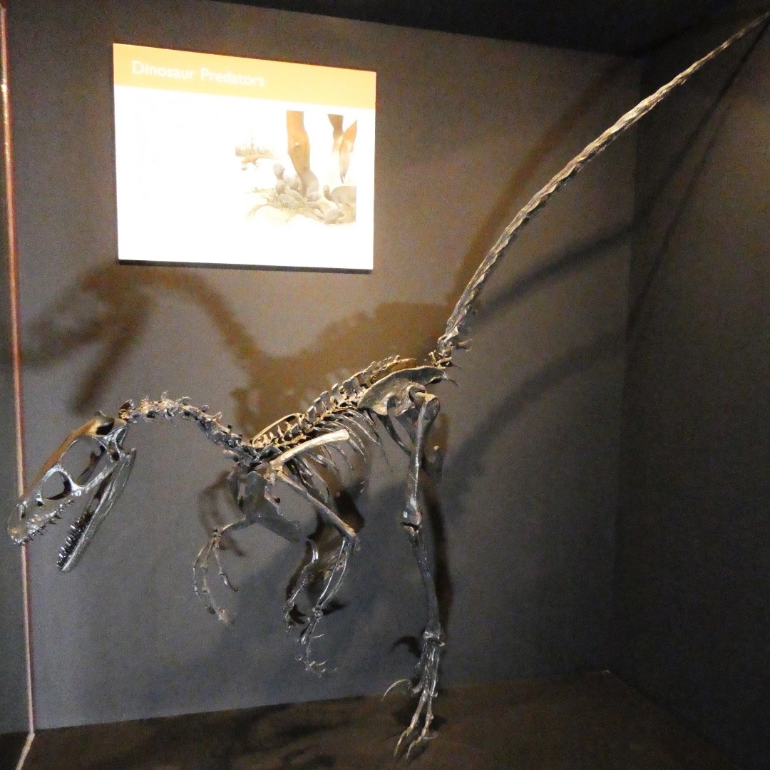 MuseumRockies's tweet photo. Happy #FossilFriday! MOR 660 is a skeleton of the fleet-footed carnivorous dromaeosaurid (raptor) Saurornitholestes langstoni. This specimen was found in the late Cretaceous Two Medicine Formation in Montana. #paleontology #mor #morpaleo #morlearning https://t.co/ciokJgkATO