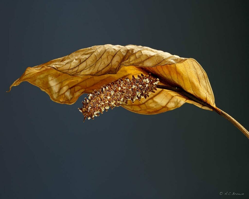 angelacbrown's tweet photo. Color 2. Peace Lily Project.  Yes, this is the very same peace lily from the earlier bw photos.

#stuckinside #DevelopPortDev @gothamtomato #bhportdev @BHEventSpace #lensculture #photovogue https://t.co/z9NSOlPyoN https://t.co/Q0Vtb0aidX