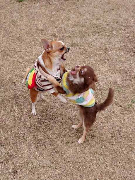 @chihirokuroki 我が家にもちっちゃい猛獣がいるのでシンパシーを感じました。 