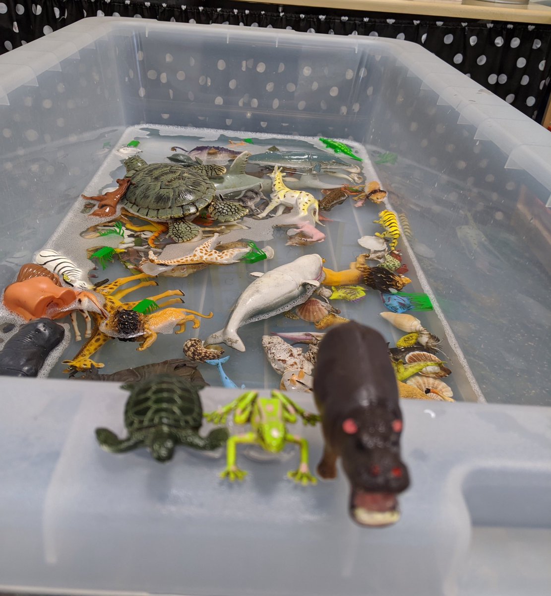 TeessideHigh's tweet photo. Frau Butterfield was in school today. She made an aquarium with our key workers’ children and taught them that the German word for hippopotamus is ‘Nilpferd’ which means Nile horse; eine ‘Schildkröte’ is the word for tortoise and it literally means ‘shield toad’! #THSTogether 🌈 https://t.co/Yd30Jel8nX