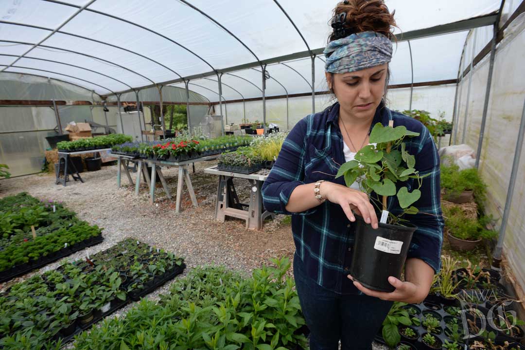 Such a treat to get a sneak peek inside the <a href="/BGOzarks/">BotanicalGardenOzarks</a> greenhouse with Sarah to see the plants that will be for sale next week. Mon. - Wed. for members; then for the general public. Follow the link: bgozarks.square.site